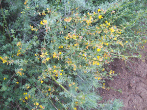 Acmispon glaber, or deerweed, can bloom from Winter into Summer.