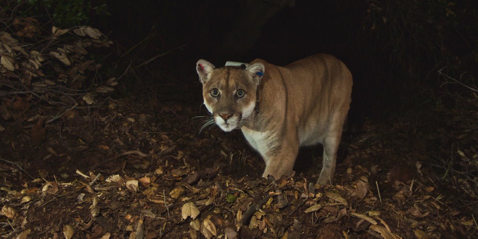 A mountain lion with a radio collar looks directly at the remote camera