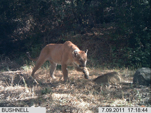 Meet P-12 and his GPS collar. He's the only one of 27 mountain lions collared over 10 years of research to cross the 101 and bring his genetic diversity south of the freeway.