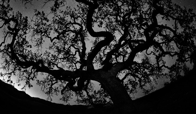 A large oak tree silhouetted against a bright, star-filled night sky