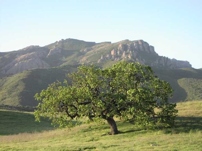 Oak tree in front of mountains.