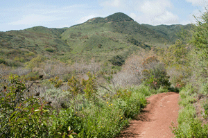 Hikers can experience chaparral along the Ocean View / Canyon View trails in Zuma Canyon.