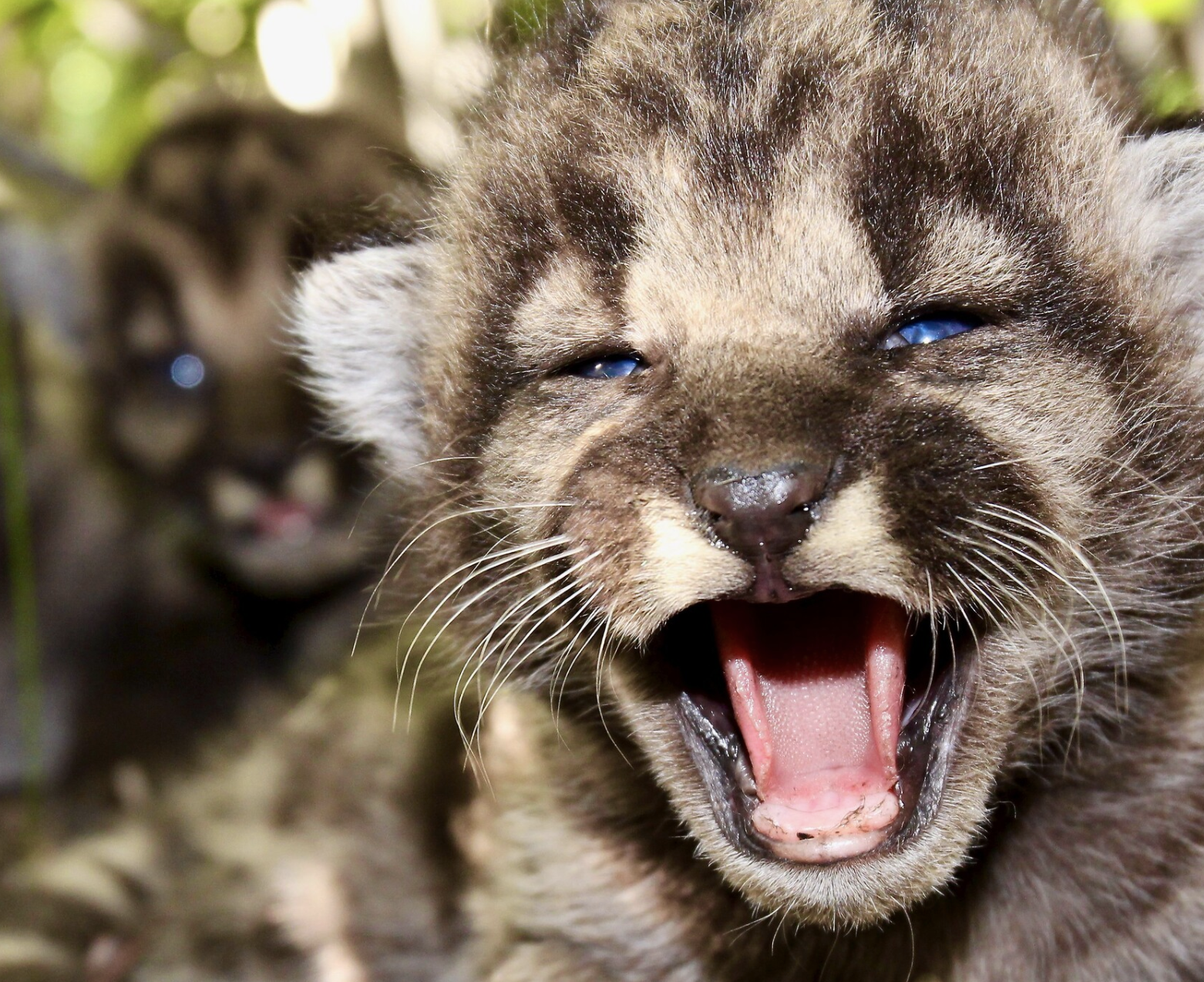 Mountain lion kittens meowing.