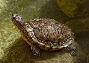 Red-Eared-slider-from-USGS-web