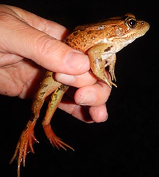 A researcher holding an adult California red legged frog, showing its red hind legs.
