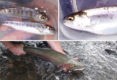 Upper Left: Juvenile Coho Salmon and Steelhead Trout, NPS photo Upper Right Steelhead Trout Smolt, NPS photo Bottom: Steelhead Trout Spawner, NPS photo