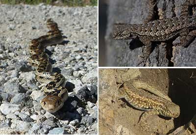 Left: gopher snakeTop right: fence lizardBottom right: side-blotched lizard. Left: gopher snakeTop right: fence lizardBottom right: side-blotched lizard.