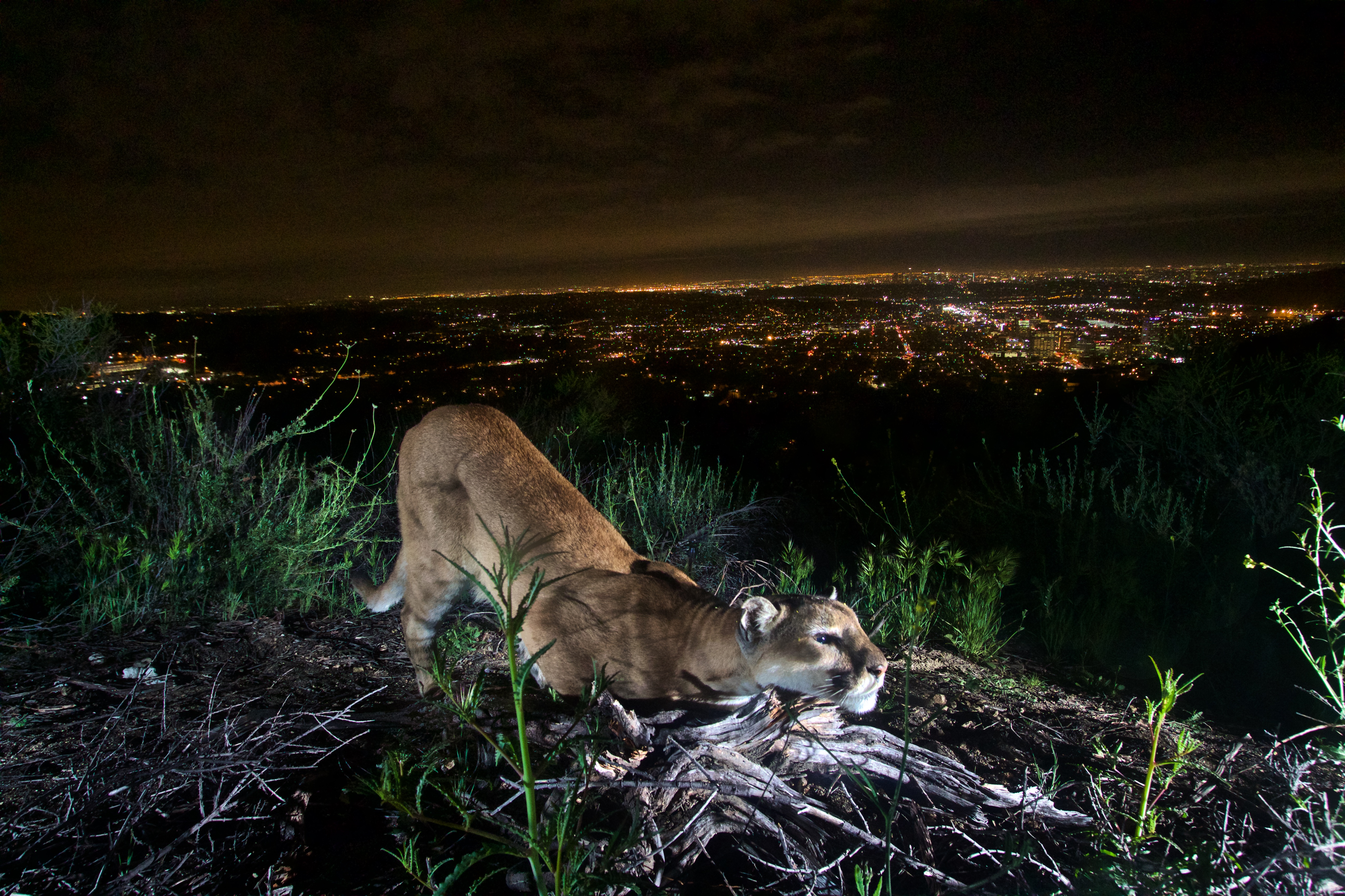 puma los angeles ca