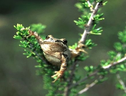 bajaCAtreefrog-web bajaCAtreefrog-web