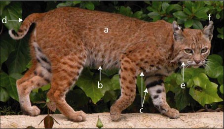 The bobcat belongs to the family Felidae, the same family as a domestic housecat.