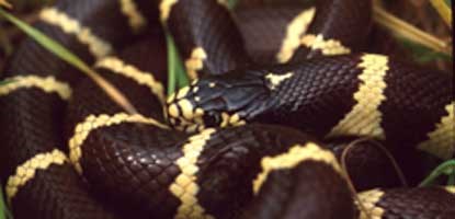 California King Snake, Santa Monica Mountains