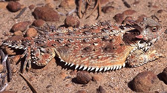 Blainville Coast Horned Lizard