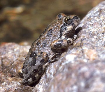 CA Treefrog