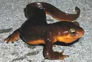 California newt (Tarich torosa), Santa Monica Mountains