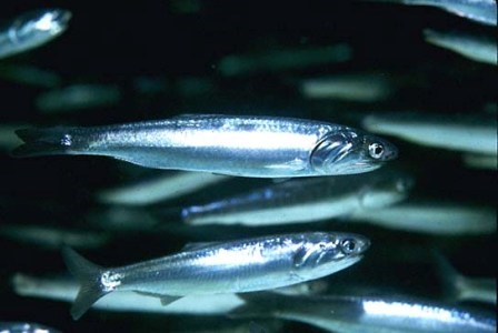 Northern Anchovy