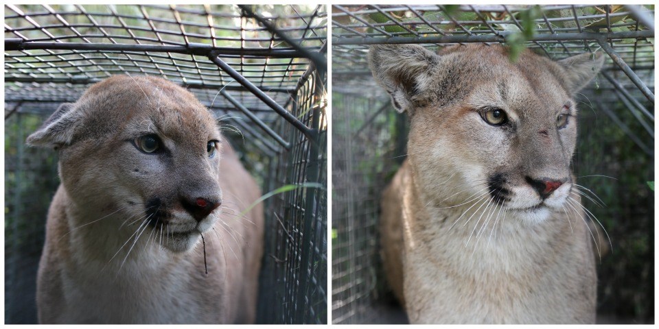 Mountain Lions P-55 and P-56 Collage of mountain lions P-55 and P-56