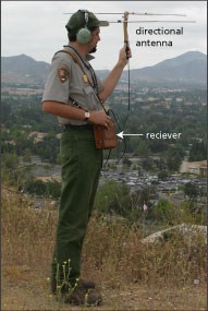 An NPS wildlife biologist listens for signals from radio-collared animals.