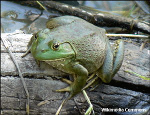 A bullfrog sits on a branch.