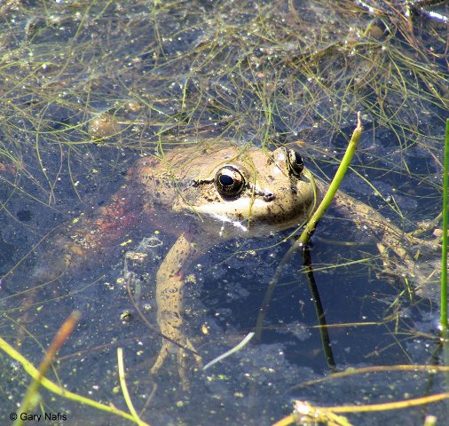 CA red legged frog CA red legged frog