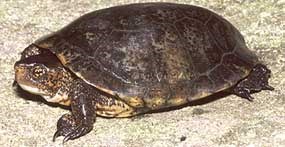 Western pond turtle (Clemmys marmorata) Western pond turtle (Clemmys marmorata)