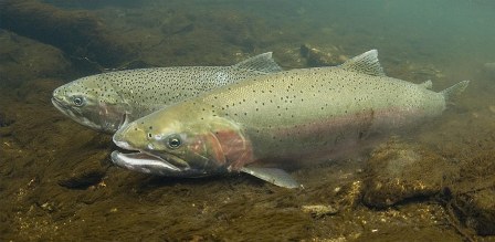 Image result for steelhead trout