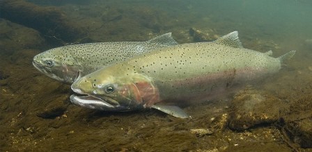 Steelhead Trout