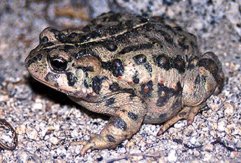 Western Toad Western Toad