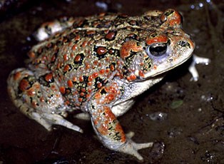 Western Toad