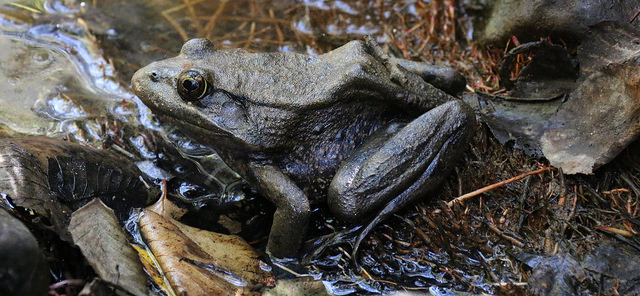 Side view of a California Red-Legged Frog