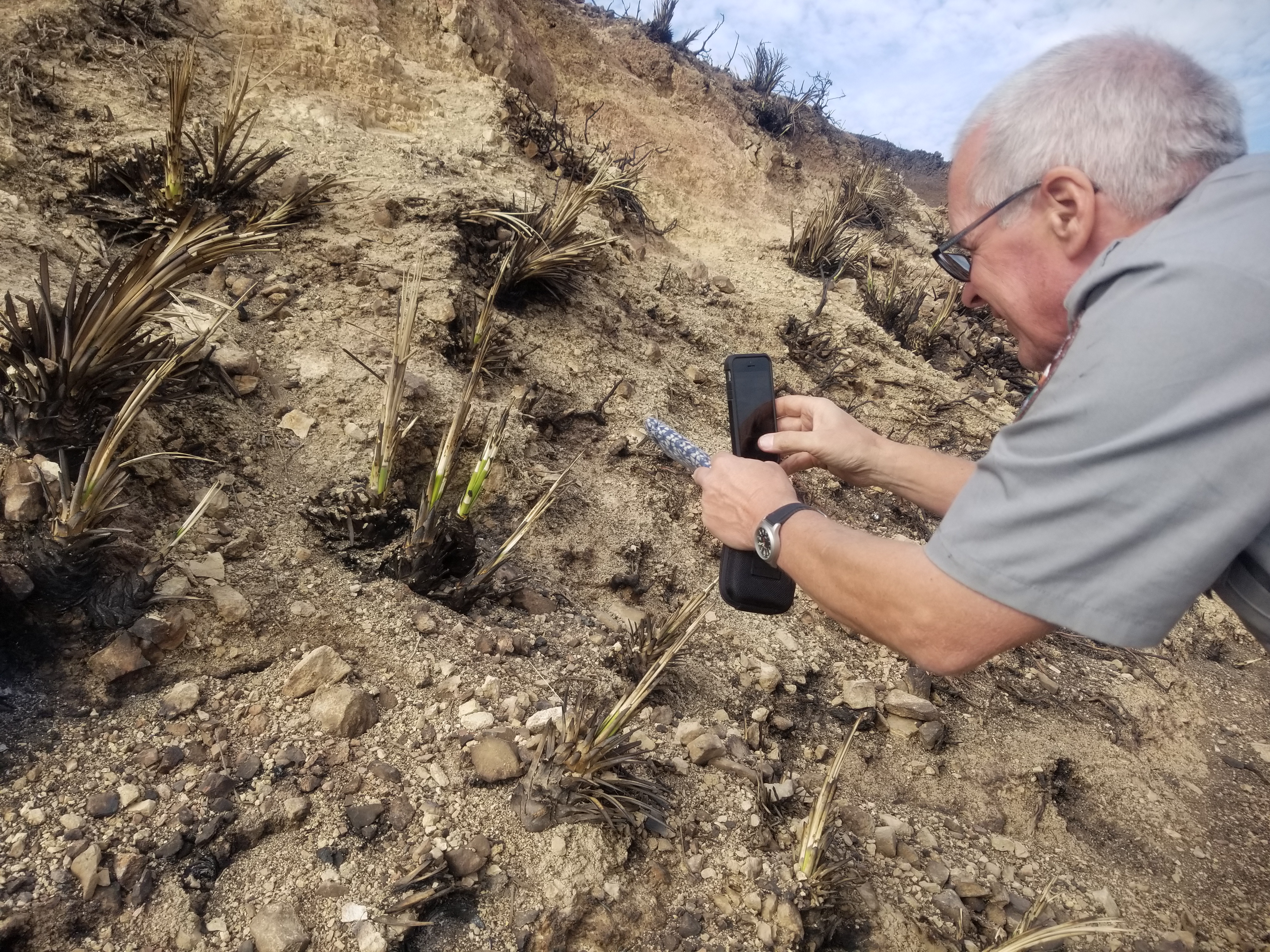 Our Lord's Candle, a native plant in the Santa Monica Mountains, re-sprouting John Tiszler, a supervisory NPS plant biologist who has worked at Santa Monica Mountains National Recreation Area for 22 years, excitedly documenting his find.