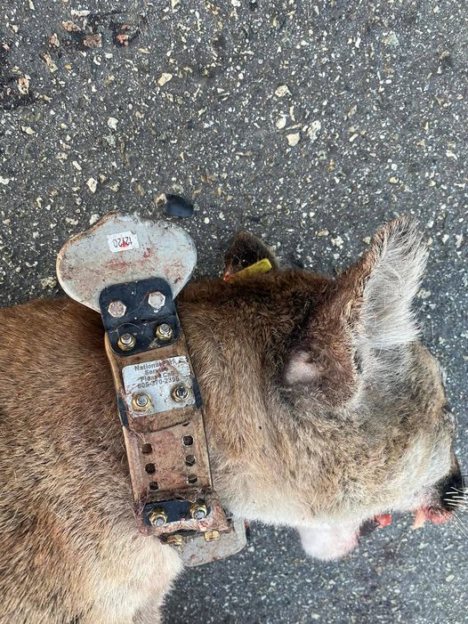 Mountain lion P-104 a mountain lion wearing a tracking collar laying on a road