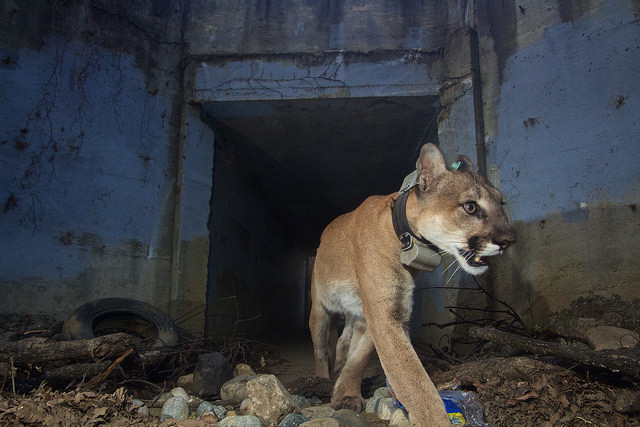 P-64, The Culvert Cat