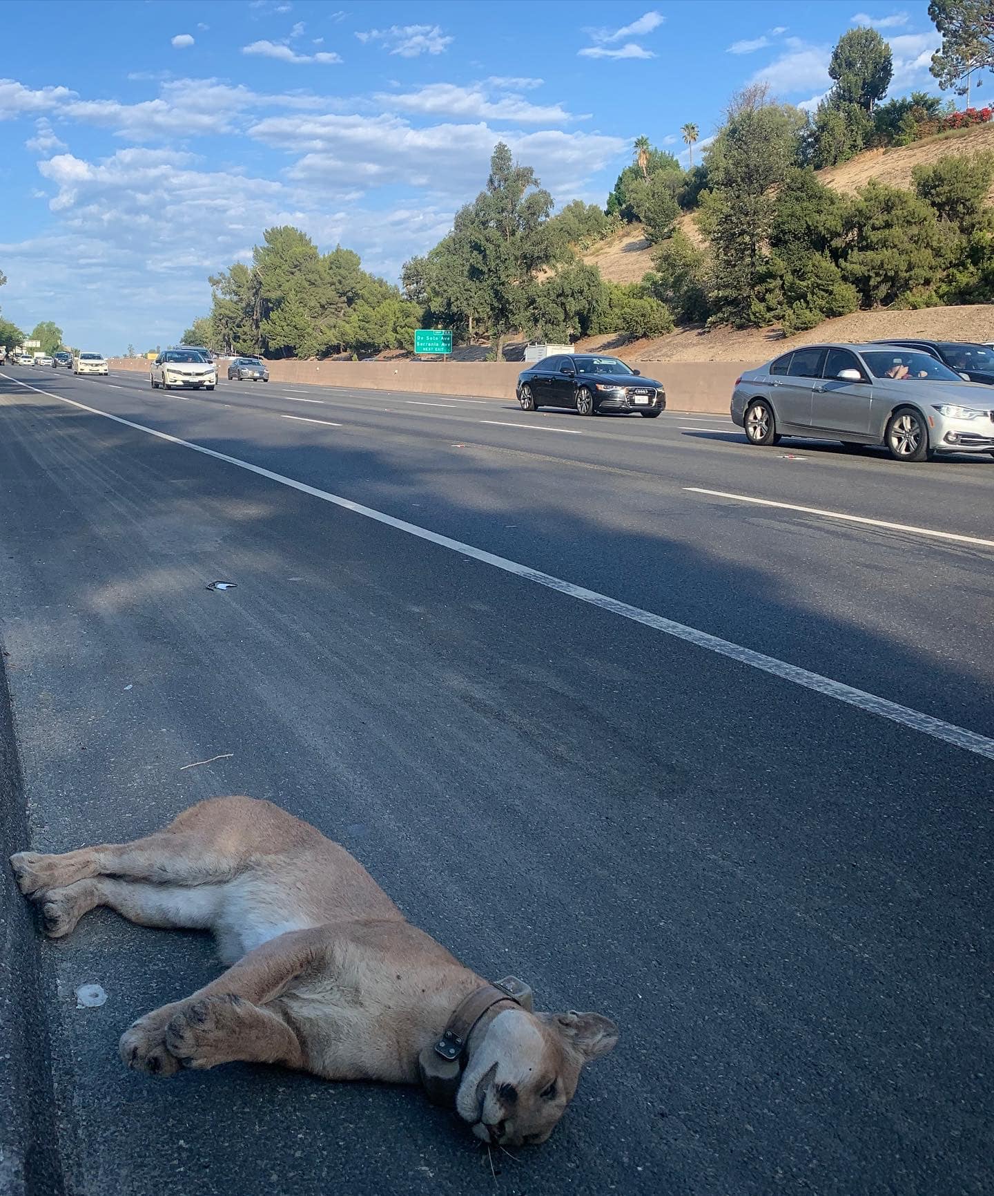 a mountain lion's body laying on the side of a highway busy with cars