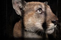 a close-up of a mountain lion