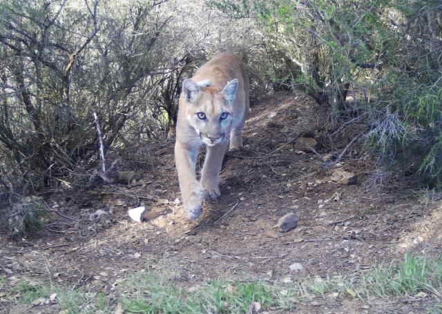 Mountain lion in the Santa Monica Mountains Mountain lion in the SAMO mountains