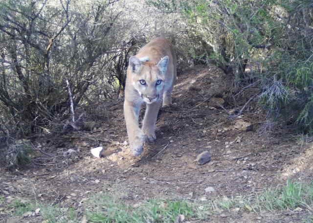 Mountain lion in the SAMO mountains