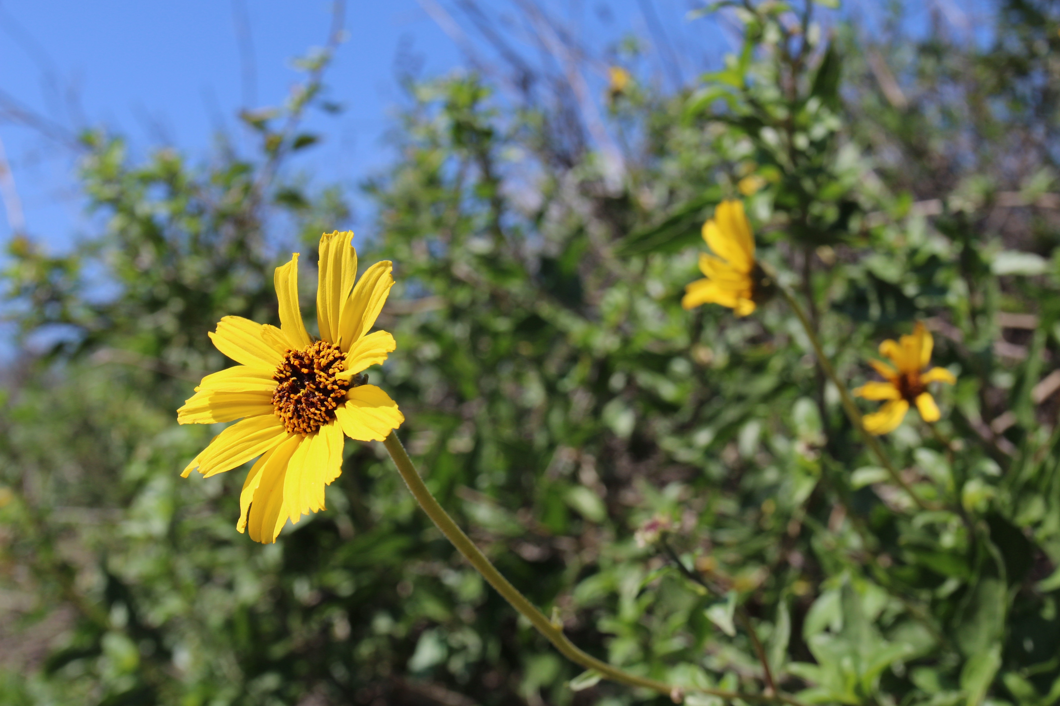 Image of California brittlebush Wildflowers bloom along the trail