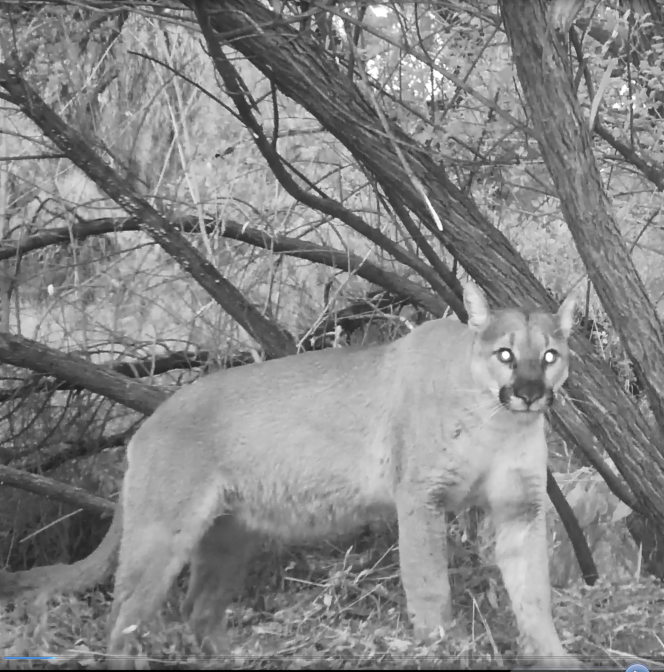 Photo of mountain lion P-64