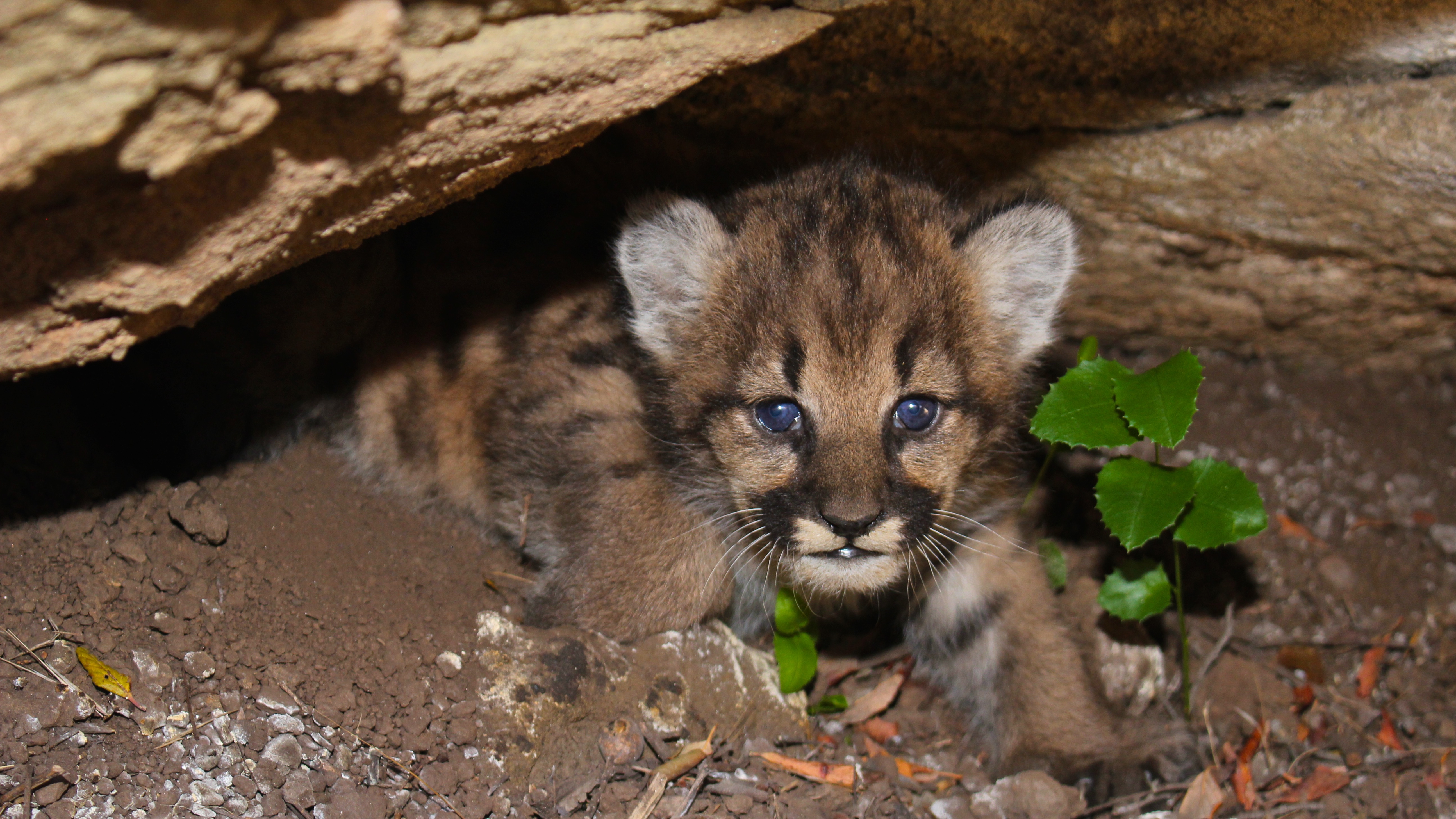 Mountain lion kitten mountain lion kitten