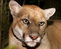 a closeup of a mountain lion at night