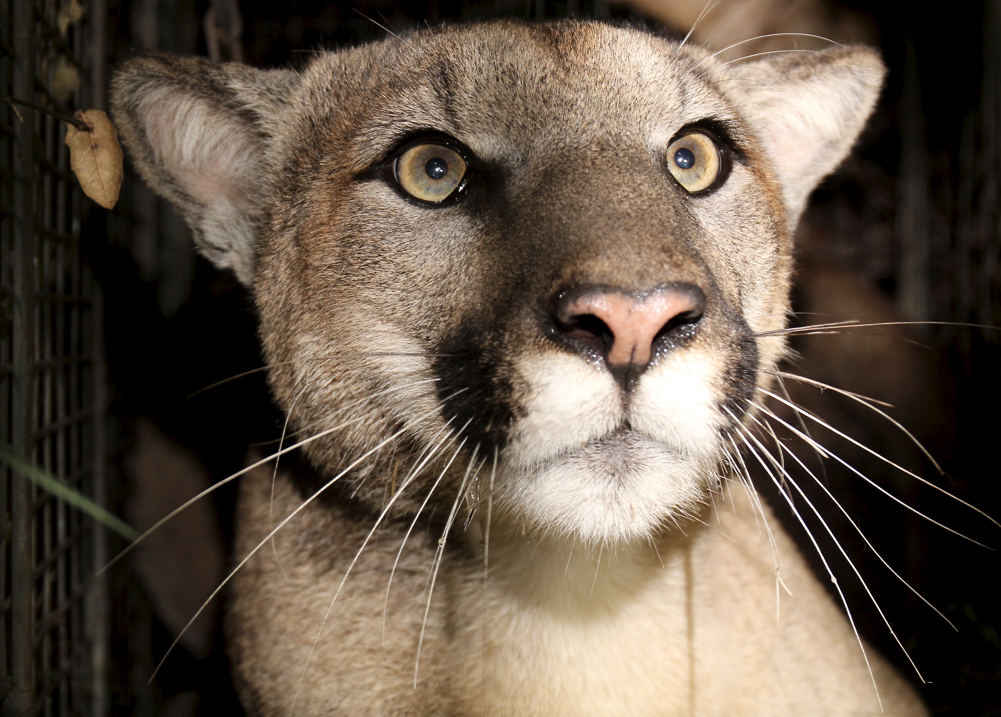 a close-up of a mountain lion's face with whiskers, a pink nose, and green/yellow eyes