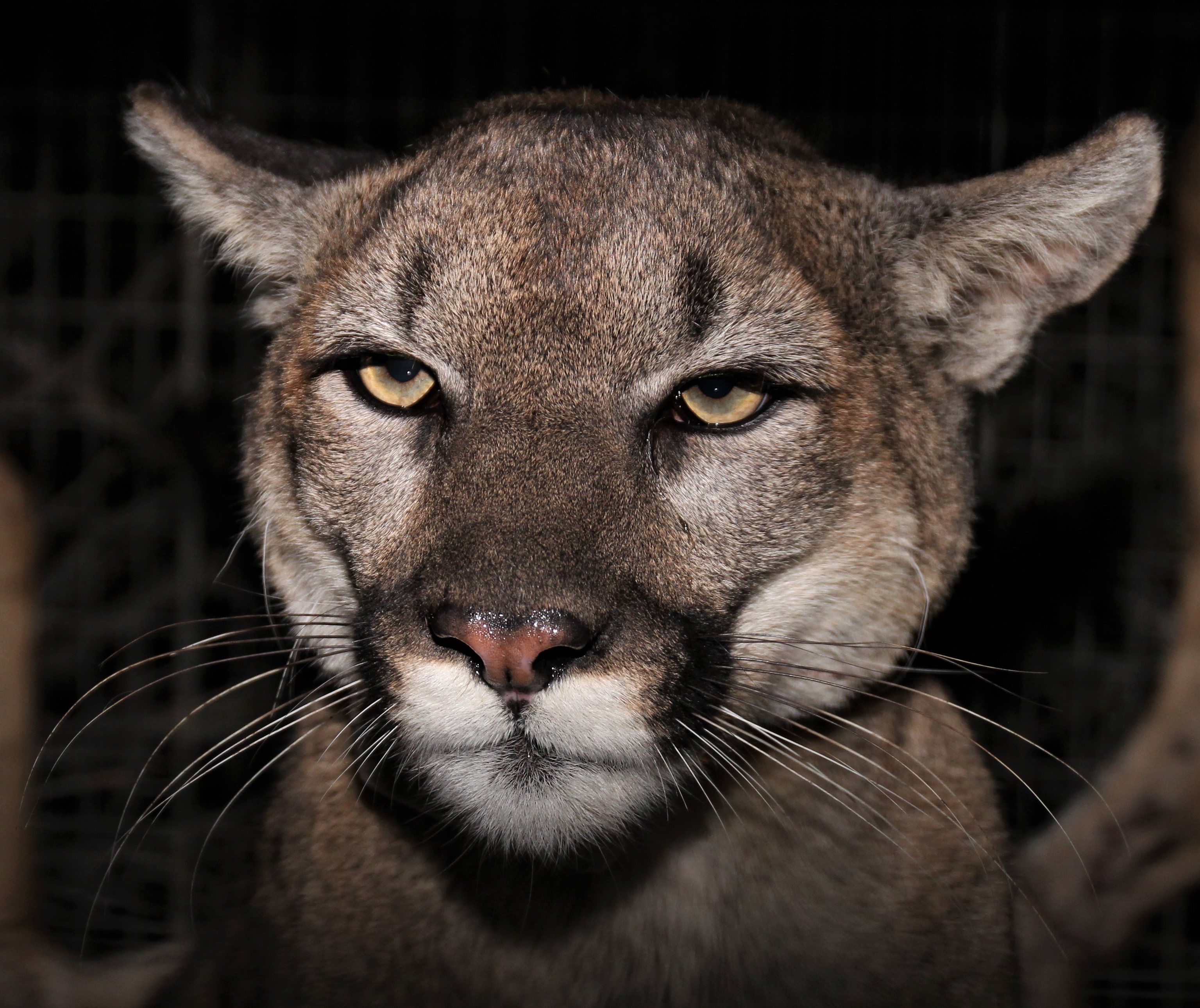a close-up of a mountain lion's face