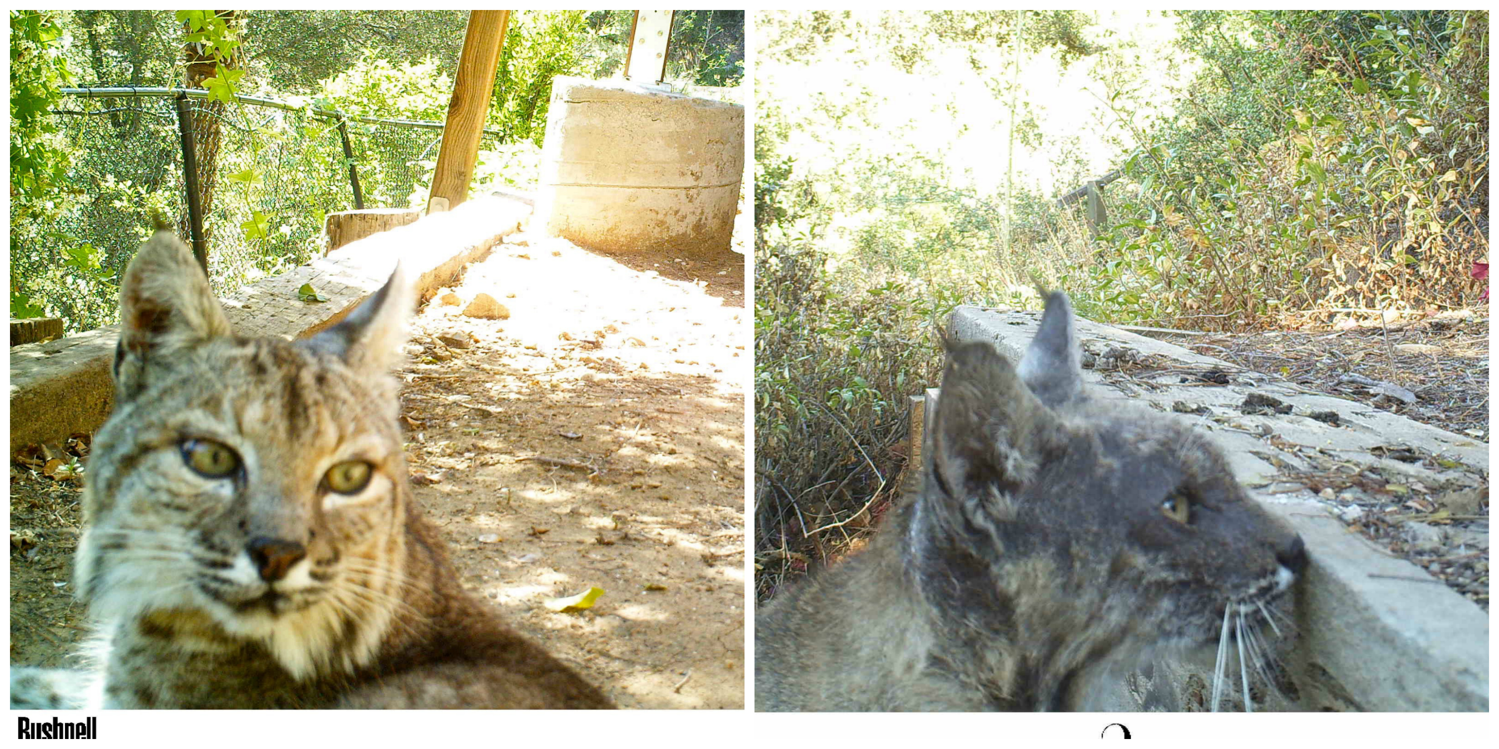 Comparison of Bobcat 342 with and without mange