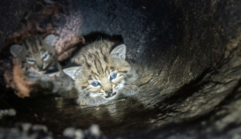 Bobcat kittens found in oak tree cavity