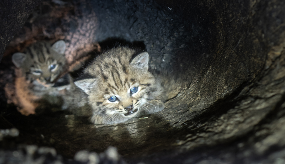 B370Kittens_2021_2 Bobcat kittens found in oak tree cavity