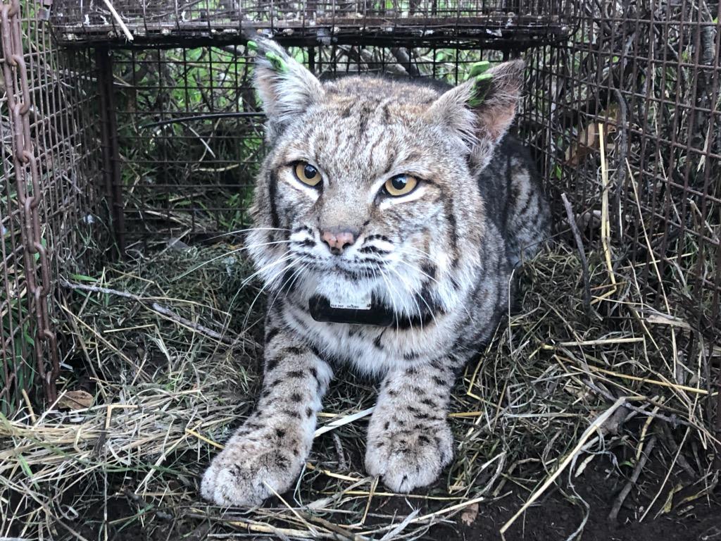 Bobcat that was found dead from anticoagulant rodenticide