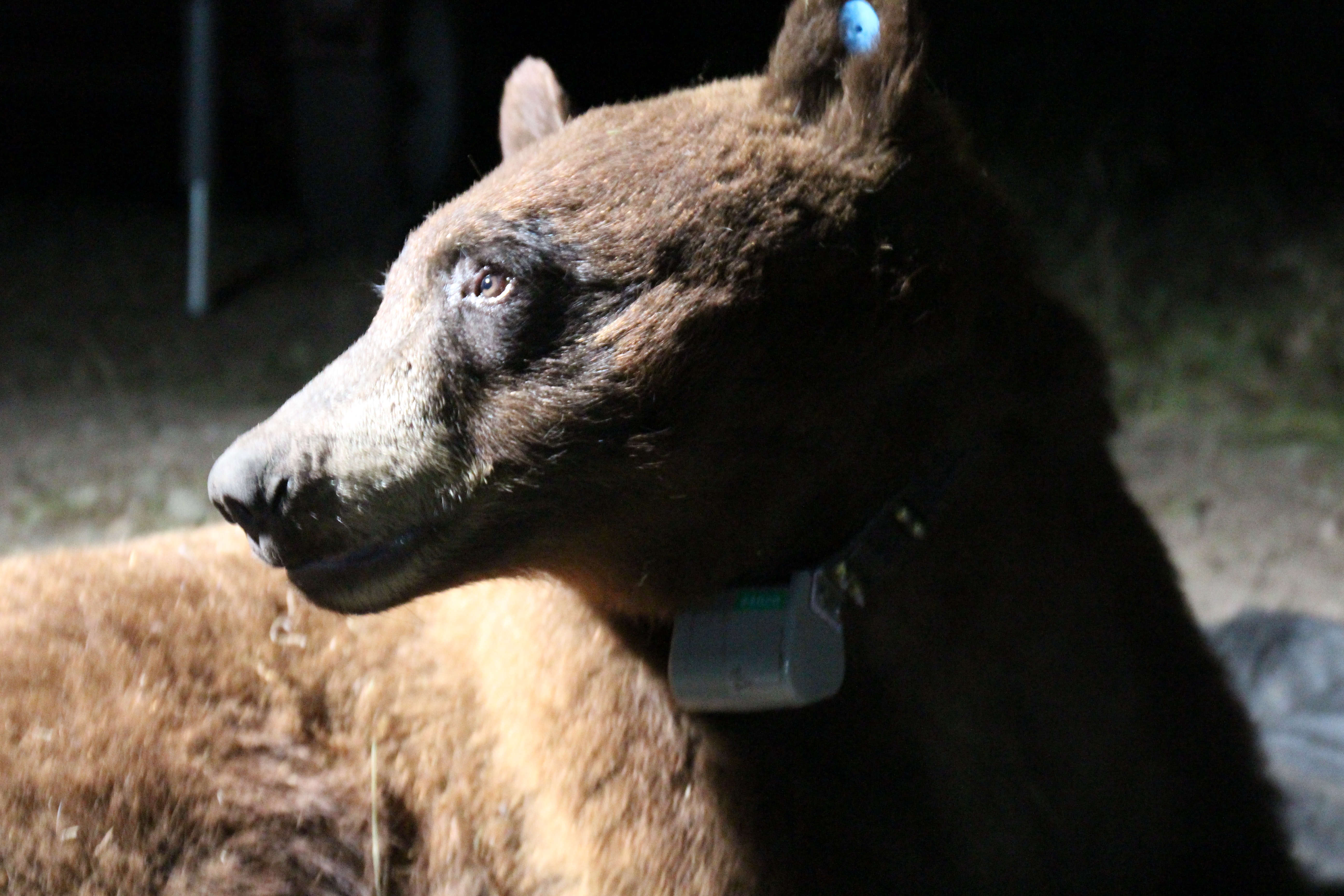 Black bear captured and collared in Santa Monica Mtns