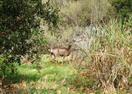 A mule deer gives a curious look as we both take a moment to glance at one another.