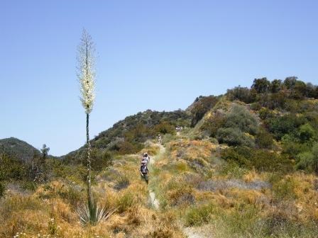 BBT hikers begin there decent out of Topanga State Park.