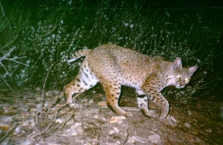 Male  bobcat.